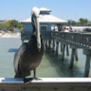 Meet your Posher, Celia